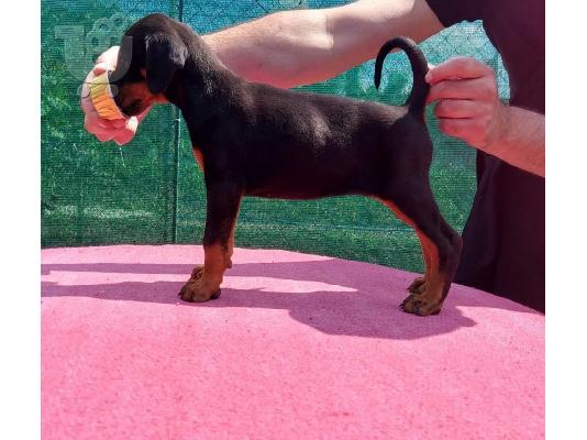 Πώληση κουτάβια Doberman